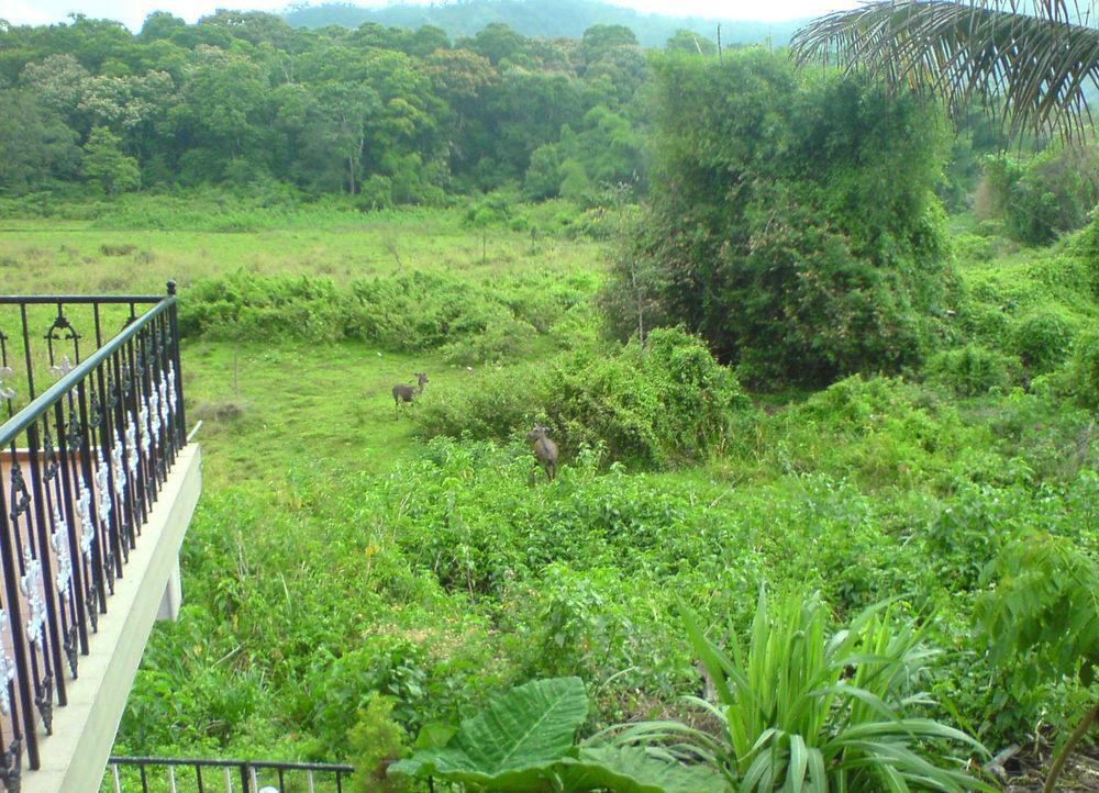 Jungle Palace Homestay テッカディ エクステリア 写真